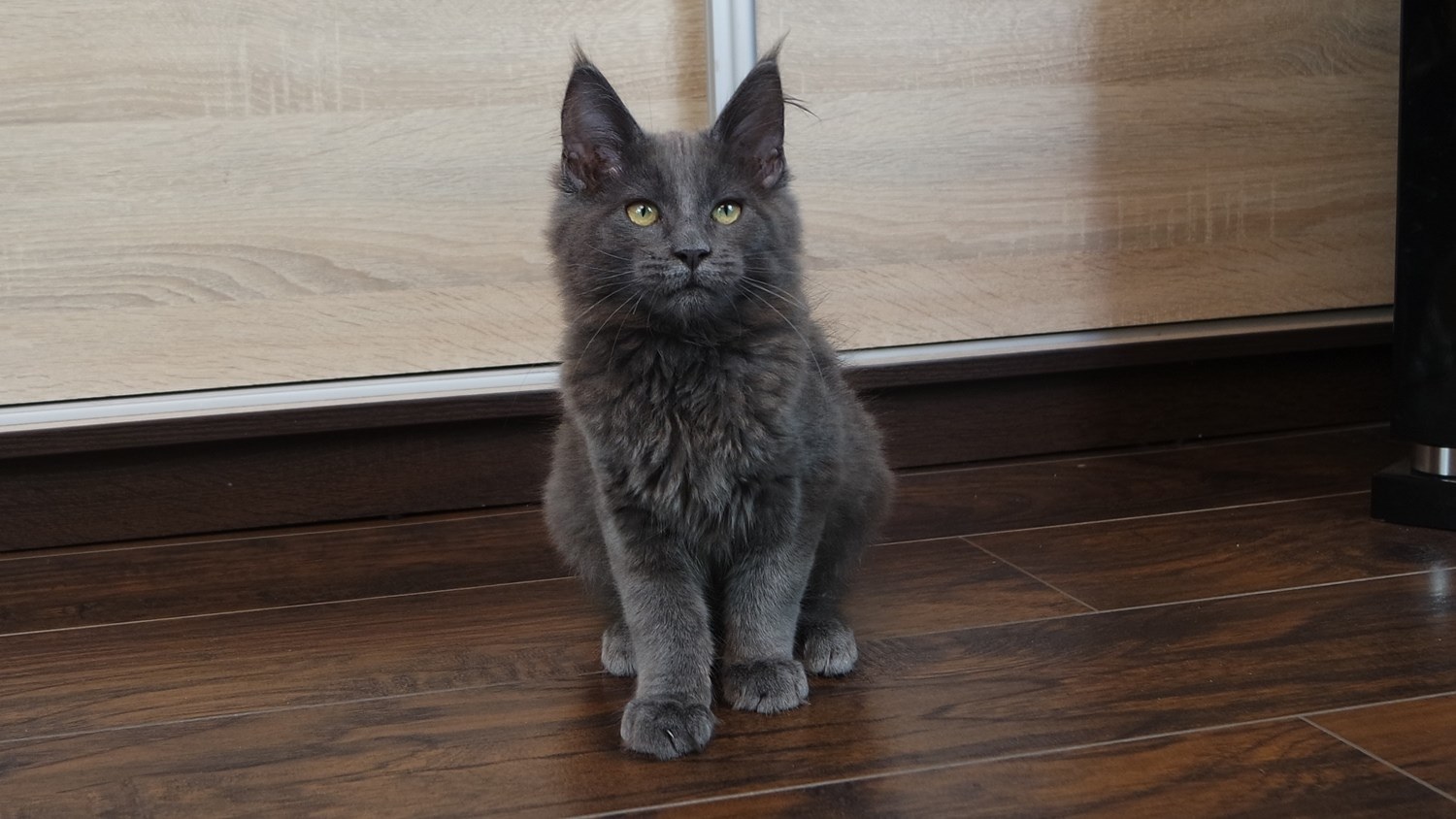 Anielka